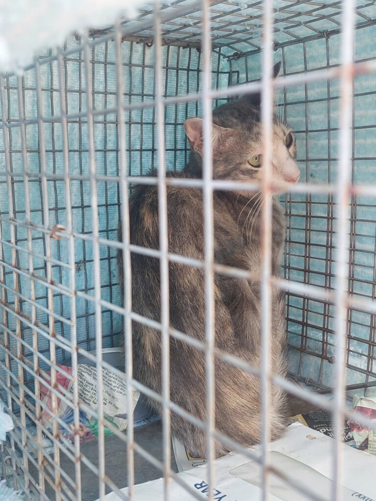 A feral cat crouched at the back of a wire humane trap, looking out through the mesh